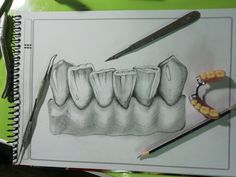 Dientes antero inferioresdibujo a lapiz 2b. Dentist Art, Dental Aesthetics, Phone Case Diy Paint, Dentistry Student, Dental Anatomy, Systems Art, Dental Technician