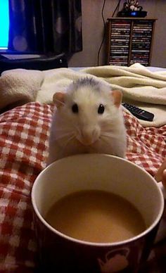 a hamster sitting on top of a bed with a cup of coffee in front of it