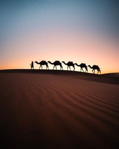 a group of camels walking across the desert at sunset