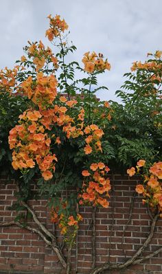 orange flowers growing on the side of a brick wall