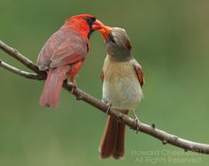 two birds sitting on top of a tree branch with their beaks in each other's mouths