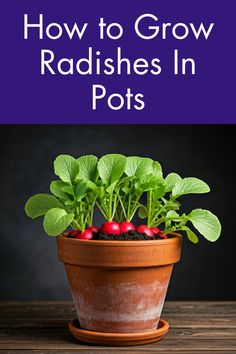 a potted plant with radishes in it and the title how to grow radishes in pots