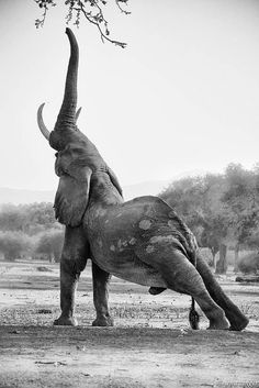 an elephant standing on its hind legs with it's trunk up in the air