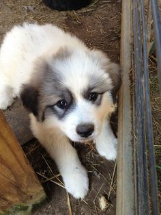 a white and brown puppy laying on the ground next to a wooden fence with it's eyes open