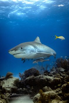 two sharks swimming in the ocean near some corals