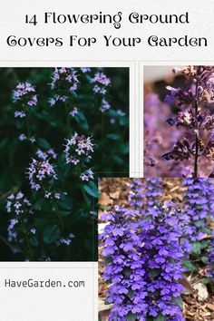 Candytuft (Iberis sempervirens)


White flowers in spring
Evergreen foliage Iberis Sempervirens