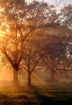 the sun is shining through the trees on a foggy day in an open field