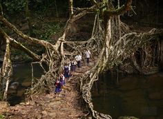 several people are walking on a path made out of tree roots