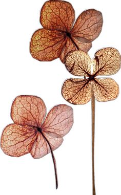 three leaf shaped flowers are shown against a white background