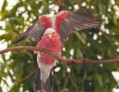 a red and black bird sitting on top of a tree branch with its wings spread