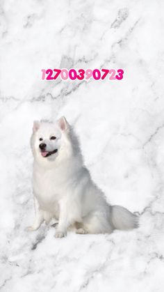 a white dog sitting in the snow with a pink marker on it's side