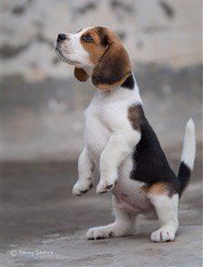 a beagle puppy standing on its hind legs and looking up at something in the air