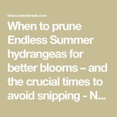 the text reads when to prune endless summer hydras for better blooms and the crucial times