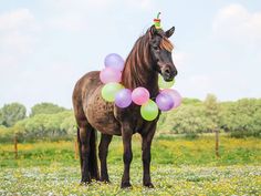 a brown horse standing on top of a lush green field covered in lots of balloons