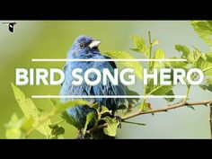 a bird sitting on top of a tree branch with the words bird song hero over it