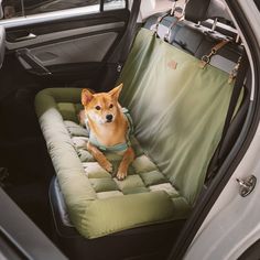 a dog sitting in the back seat of a car