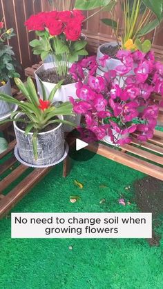 there are many flowers in the potted planter on the bench and one is saying no need to change soil when growing flowers