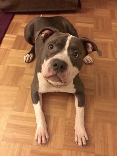 a brown and white dog laying on top of a hard wood floor