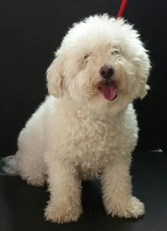 a small white dog sitting on top of a black floor next to a red leash