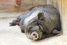 an animal that is laying down on the ground in front of a wooden wall with its eyes closed