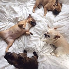 three small dogs are laying on a bed with white sheets and one dog is looking at the camera