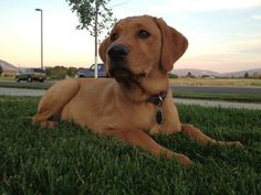 a brown dog laying in the grass next to a tree and some cars at sunset