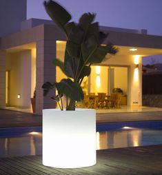 a potted plant sitting on top of a wooden table next to a swimming pool