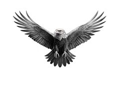 Eagle Open Wings Tattoo, Eagle Landing Tattoo, Eagle Knee Tattoo, Eagle Throat Tattoo, Eagle Tattoo Back, Eagle Tattoo Chest, Eagle Tattoo Men