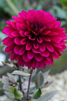 a pink flower with green leaves in the foreground and gravel on the ground behind it