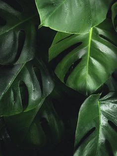 green leaves with drops of water on them