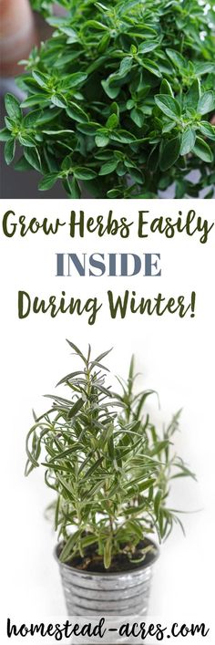 some plants that are in a pot with the words grow herbs easily inside during winter