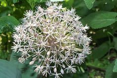 a large white flower sitting on top of a lush green field