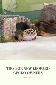 a small frog sitting on top of a rock next to a tree stump with the words tips for new leopard gecko owners