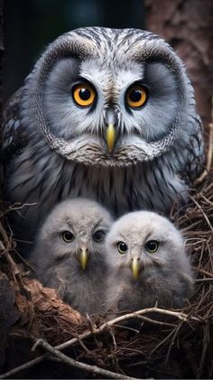 an owl with two baby owls sitting in the middle of it's mother's nest