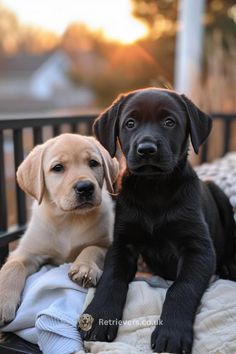 two puppies sitting on top of a bed next to each other