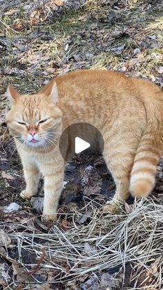 an orange cat standing on top of dry grass