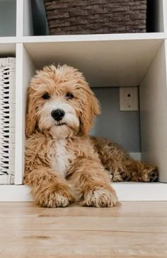 a brown dog sitting on top of a wooden floor next to a white book shelf