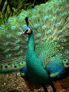 a peacock with its feathers spread out