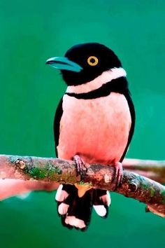 a black and white bird sitting on top of a tree branch in front of a green background