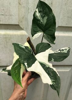 a hand holding a plant with white and green leaves on it, in front of a door