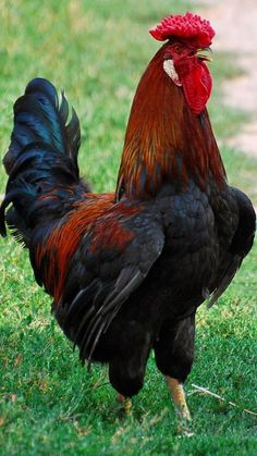 a rooster is standing in the grass