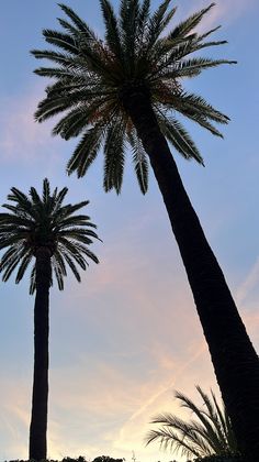 two palm trees are silhouetted against the evening sky