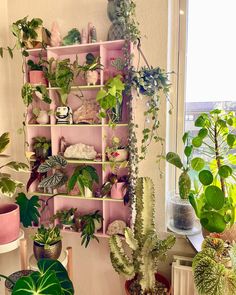 many houseplants and plants are arranged on shelves in the corner of a room