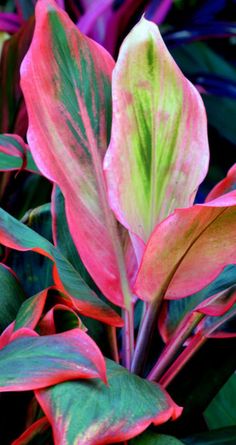 red and green leaves are in the middle of some plants with pinkish, yellow and green leaves