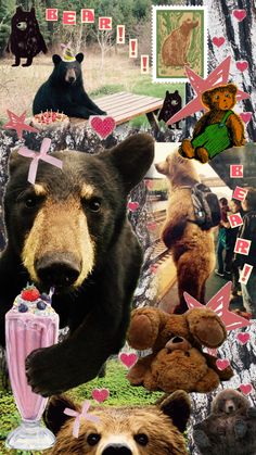 a collage of photos with bear images and bears