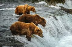 10 Day Bears of Katmai & Glaciers | Alaska.org… | ALASKA.ORG Alaska Summer, Alaska National Parks, Alaska Wildlife, Kenai Fjords National Park, Visit Alaska, Alaska Vacation, Katmai National Park, Kenai Fjords, Brown Bears