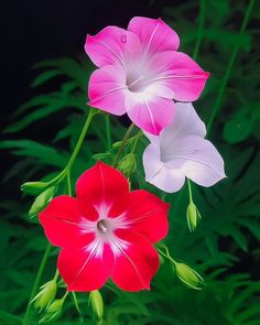 two pink and white flowers with green stems