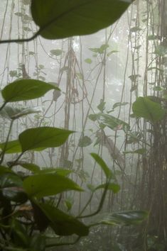 fog in the jungle with lots of green plants