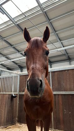 a brown horse standing in an enclosed area