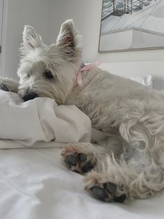 Westie dog Westie Aesthetic, Westie Dog, Puppy Mom, Westie Puppies, Dog Aesthetic, Dream Dog, Westie Dogs, Puppy Gifts, West Highland Terrier